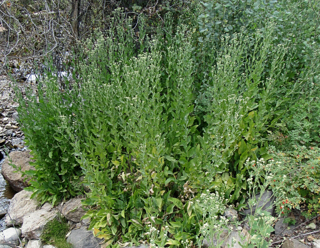 Tanacetum balsamita; photograph (c) Wendy McCrady, some rights reserved (CC BY)
