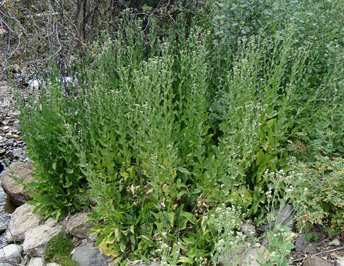 Costmary (Tanacetum balsamita)