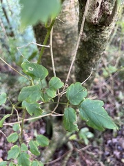 Cardiospermum grandiflorum