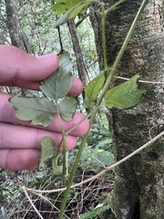 Cardiospermum grandiflorum