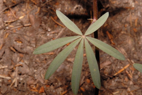 Image of Lupinus angustiflorus by (c) Brian Finzel, some rights reserved (CC BY-SA)