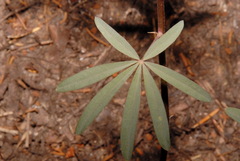 Lupinus angustiflorus