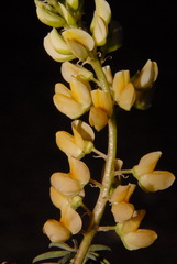 Lupinus angustiflorus