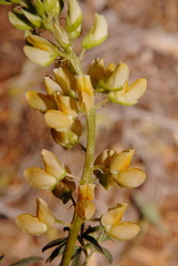 Lupinus angustiflorus