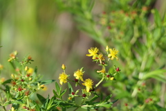 Hypericum adpressum