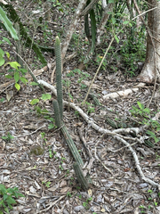 Pilosocereus gaumeri