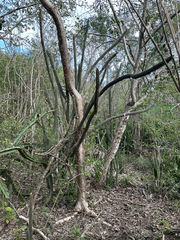 Pilosocereus gaumeri