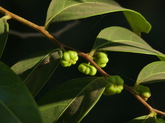 Glochidion hohenackeri