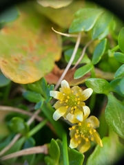 Ranunculus crassipes