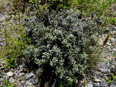 Helichrysum intermedium