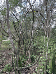 Pilosocereus gaumeri