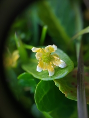 Ranunculus crassipes