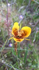 Moraea tulbaghensis