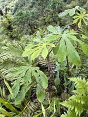 Cecropia pachystachya