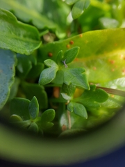 Ranunculus crassipes