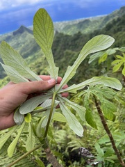 Cecropia pachystachya