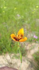 Moraea tulbaghensis