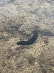 Holothuria leucospilota