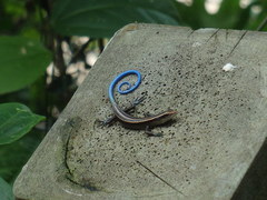 Emoia caeruleocauda