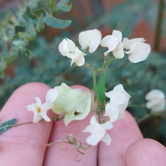 Antigonon flavescens