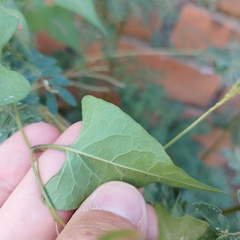 Antigonon flavescens