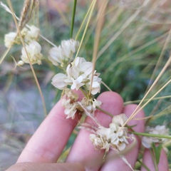 Antigonon flavescens