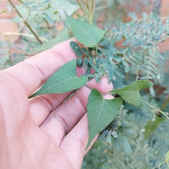 Antigonon flavescens