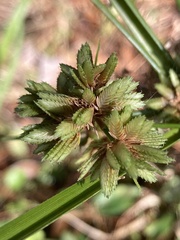 Cyperus surinamensis