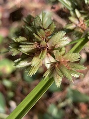 Cyperus surinamensis