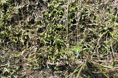 Glossostigma cleistanthum