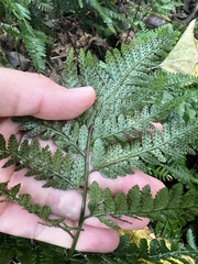 Arachniodes aristata