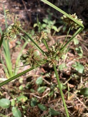 Cyperus surinamensis