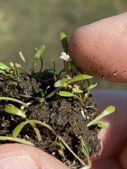 Glossostigma cleistanthum