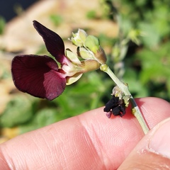 Macroptilium atropurpureum