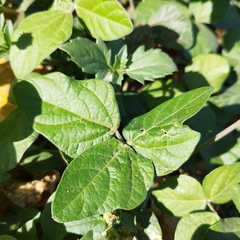 Macroptilium atropurpureum