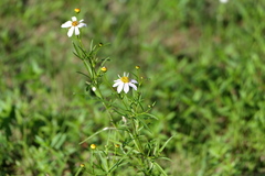 Coreopsis rosea