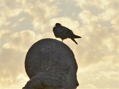 Columba livia domestica