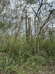 Stenocereus eichlamii