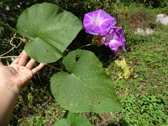 Ipomoea mairetii