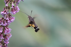Macroglossum nycteris