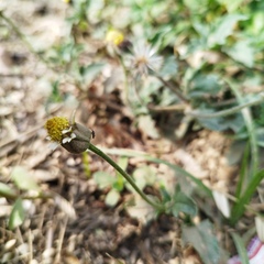 Tridax procumbens