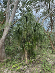 Beaucarnea recurvata