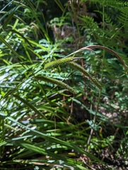 Carex forsteri