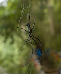 Nephila