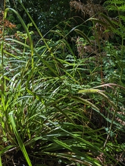 Carex forsteri