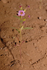 Diplacus torreyi