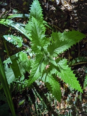 Urtica ferox