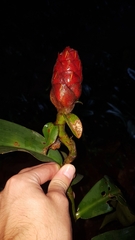 Costus scaber