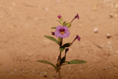 Diplacus torreyi
