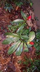 Costus scaber
